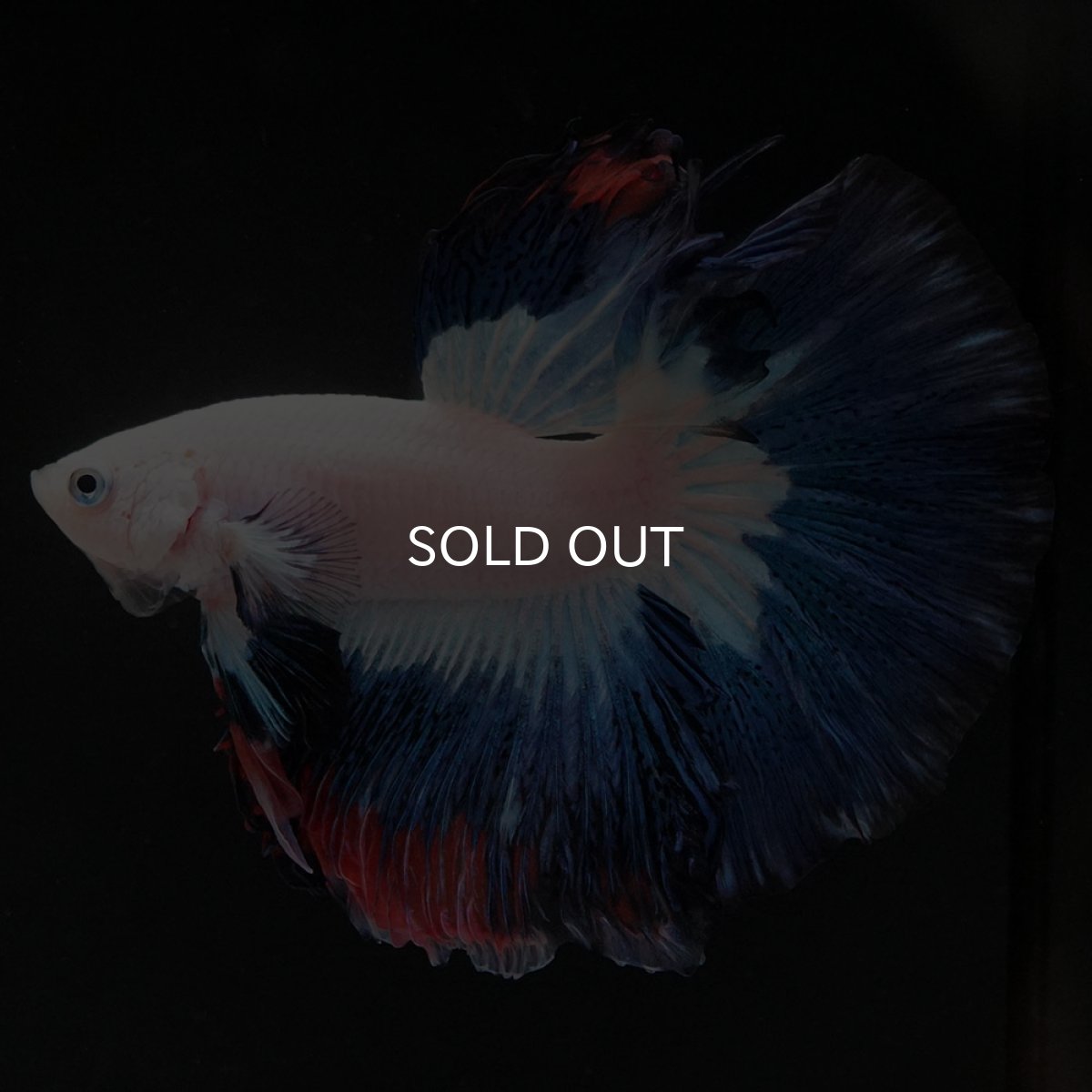 画像2: HM ホワイトブルーファンシー (2)