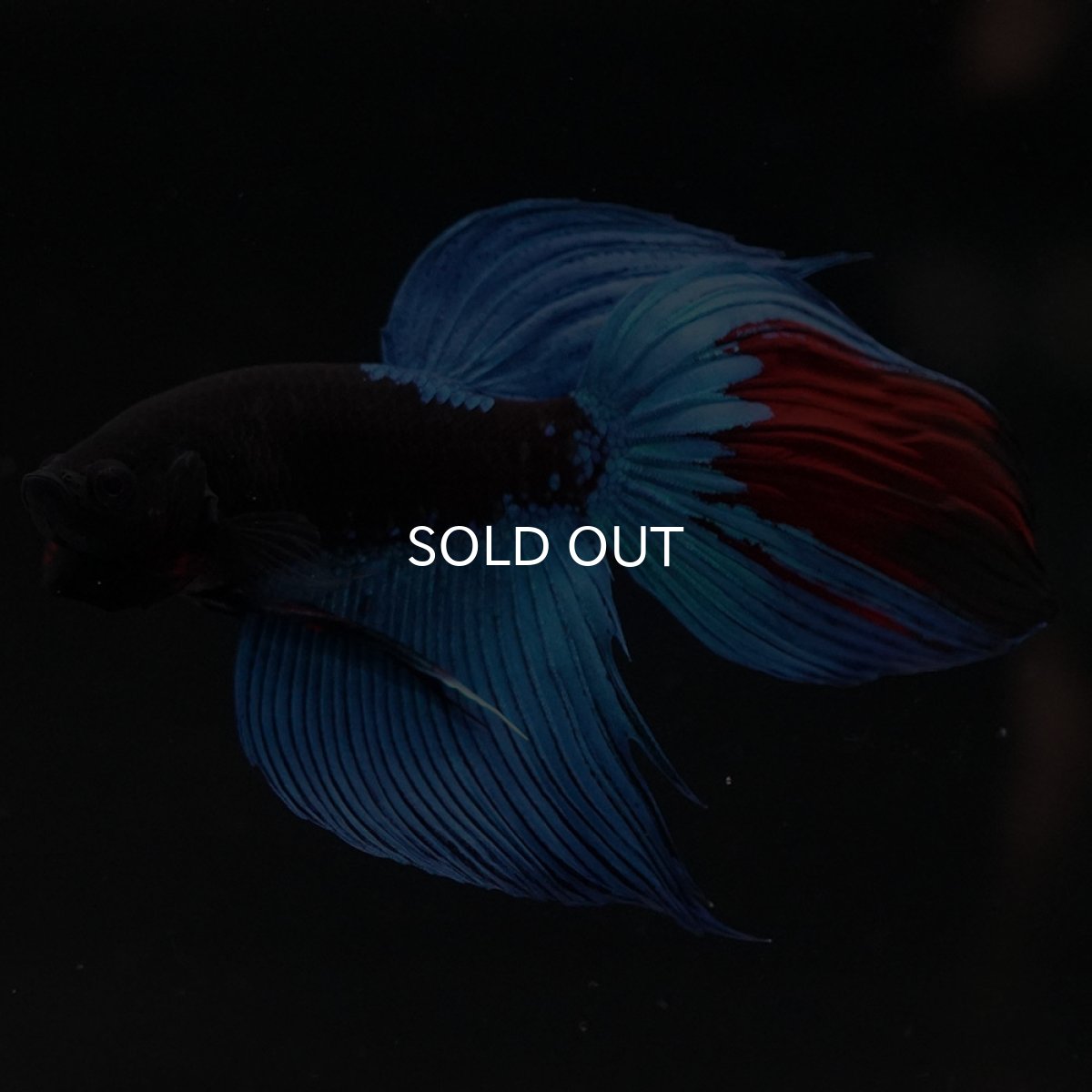 画像9: VT　アバター (9)