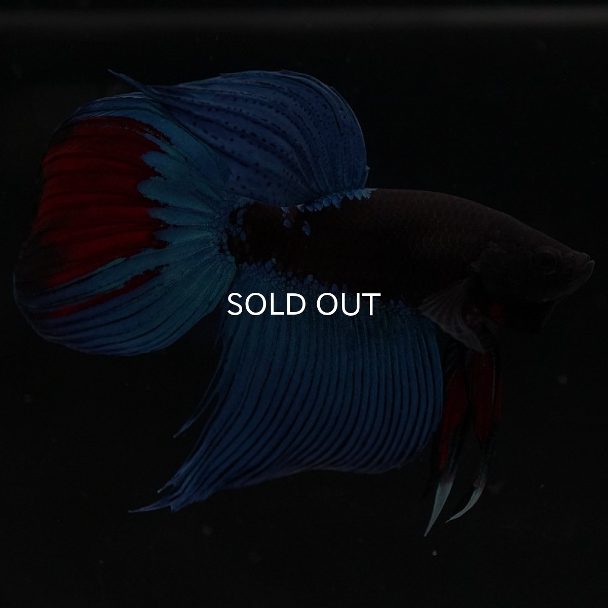 画像10: VT　アバター (10)