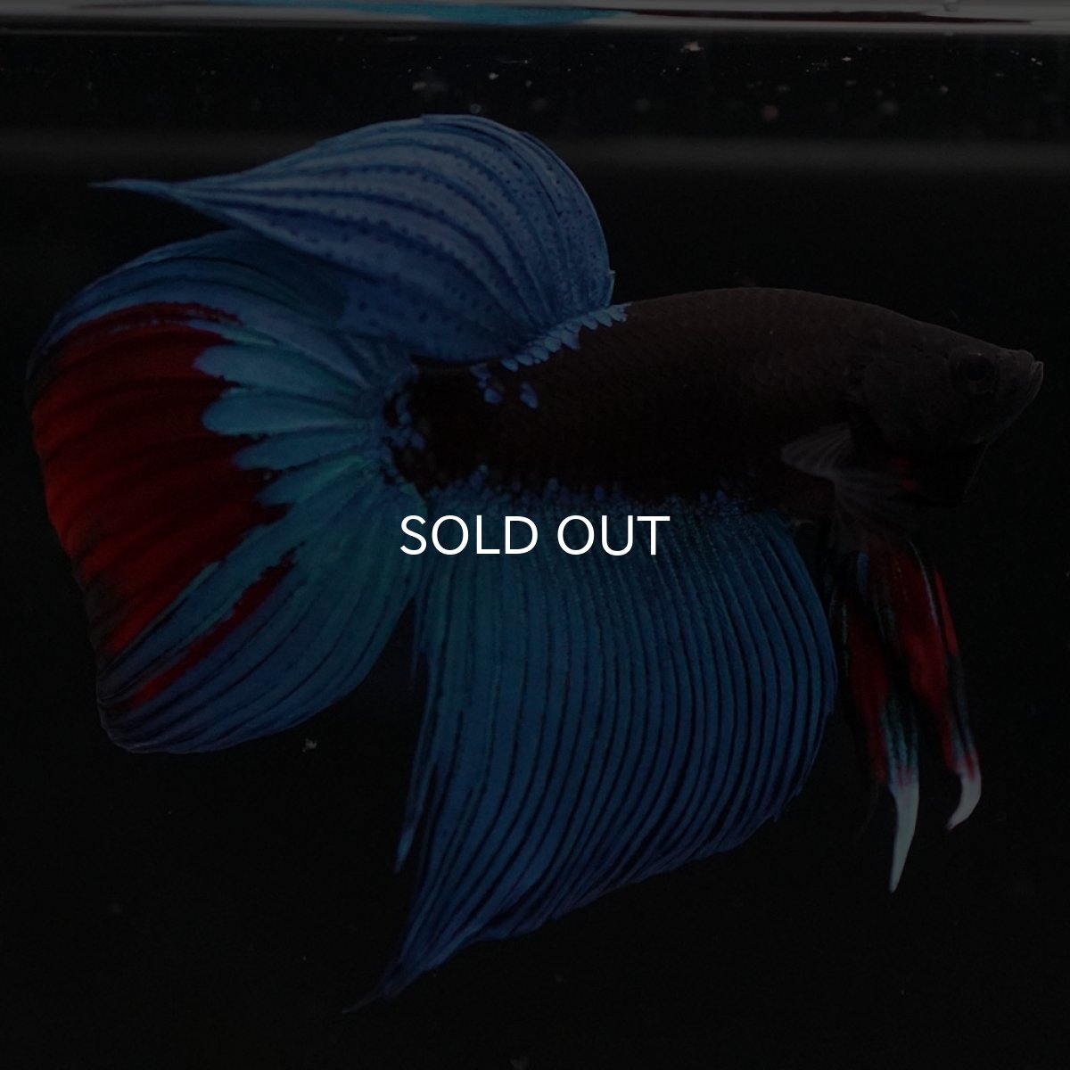 画像8: VT　アバター (8)