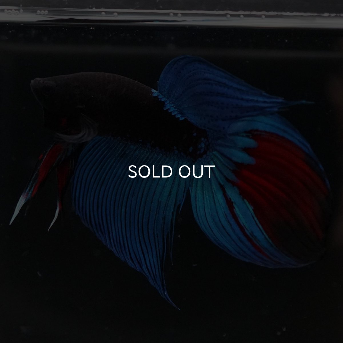 画像7: VT　アバター (7)