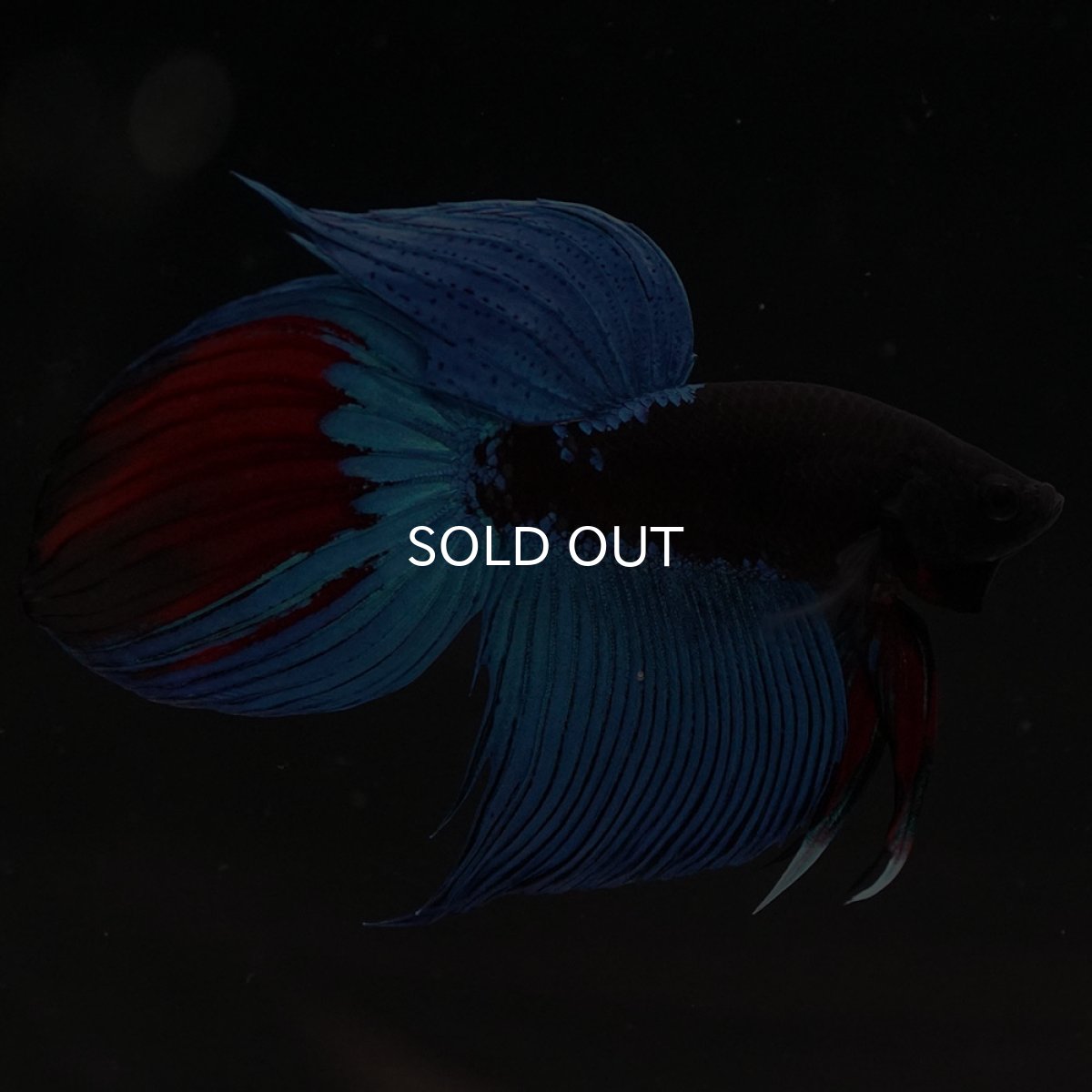 画像6: VT　アバター (6)