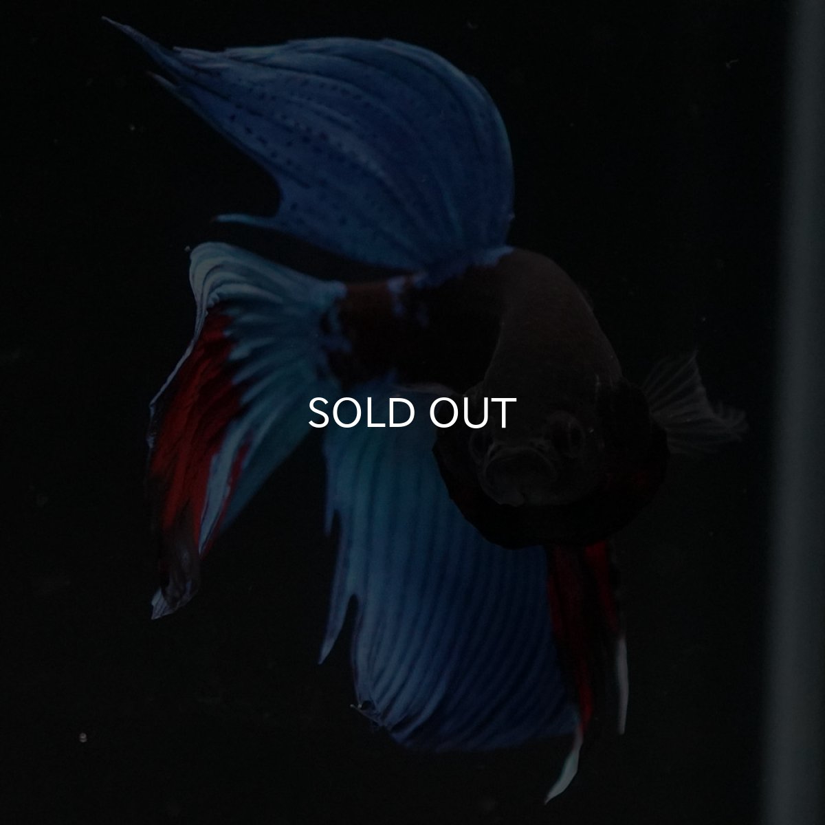 画像3: VT　アバター (3)