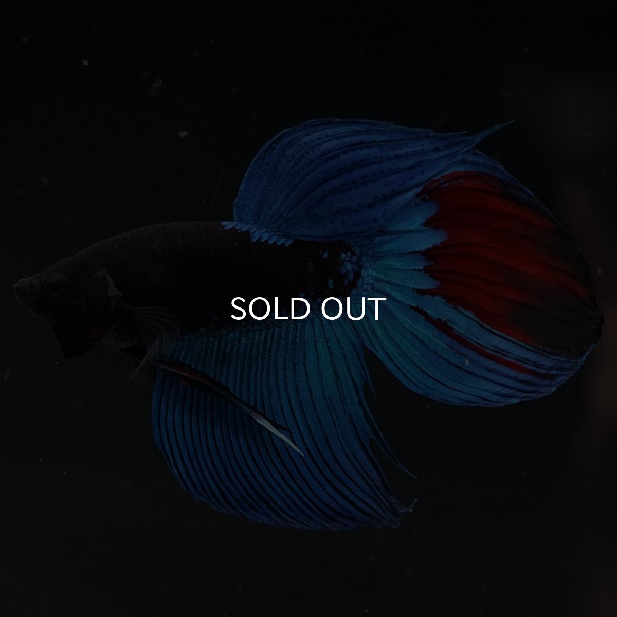 画像2: VT　アバター (2)