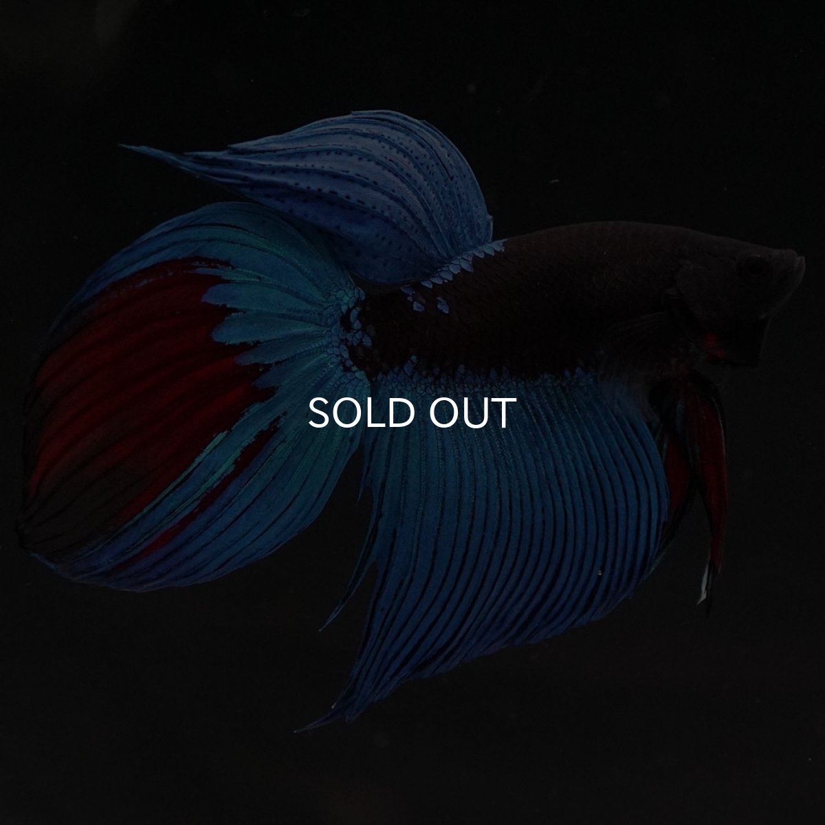 画像4: VT　アバター (4)