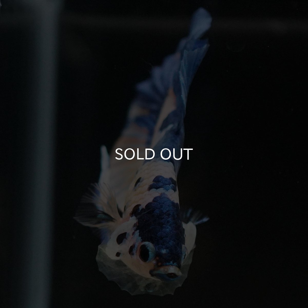 画像3: HMPK イエロータイガーギャラクシー (3)