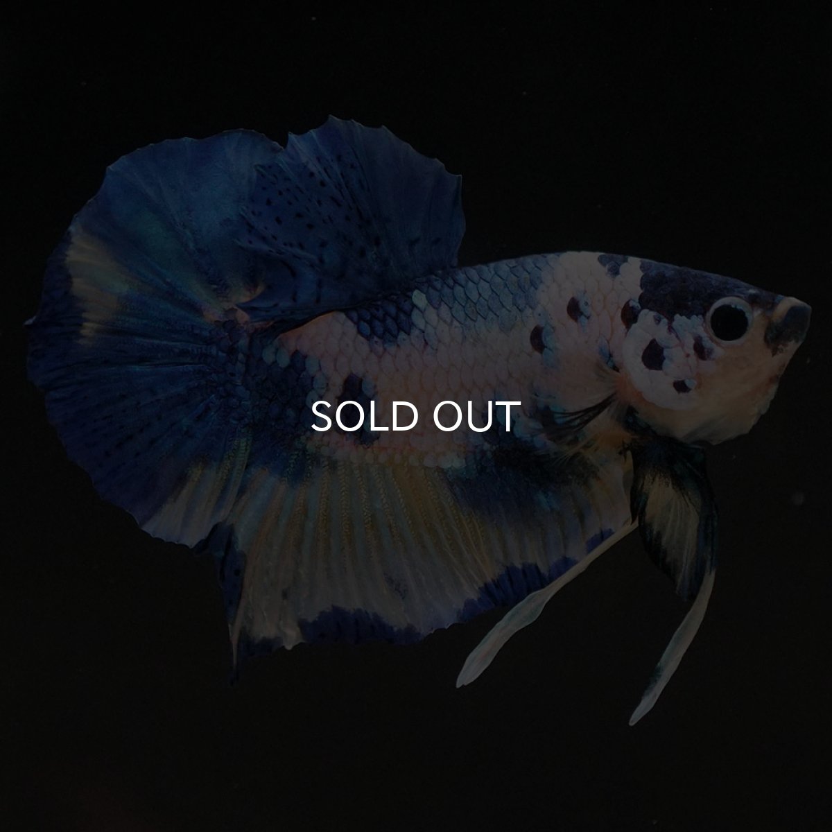 画像8: HMPK イエロータイガーギャラクシー (8)