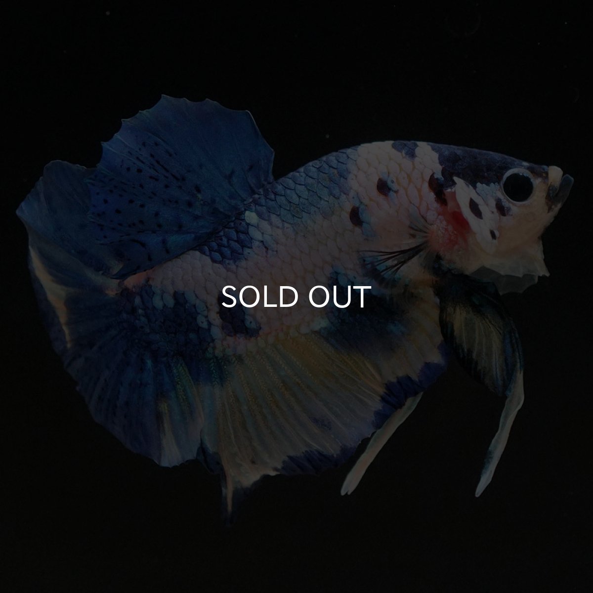 画像6: HMPK イエロータイガーギャラクシー (6)