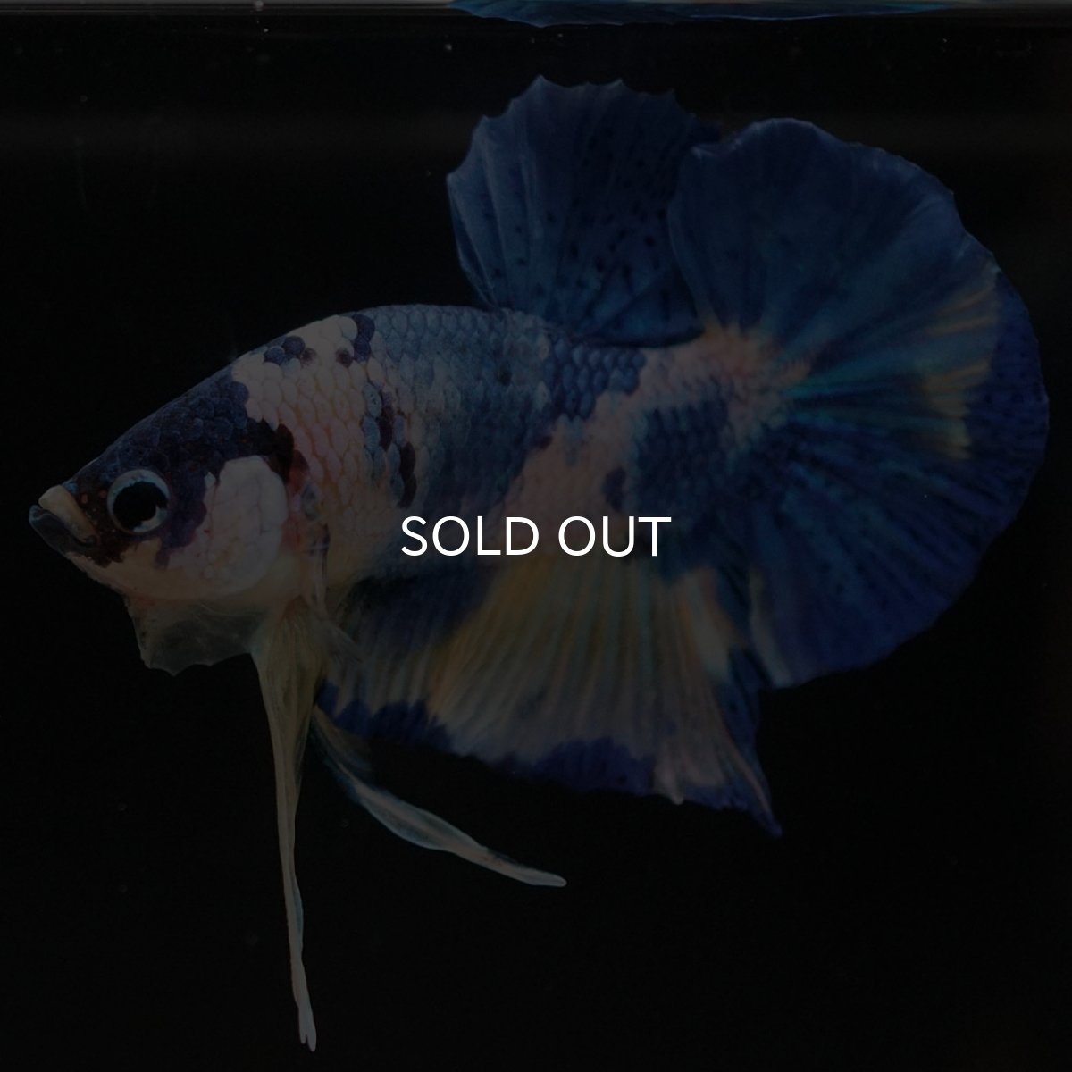 画像10: HMPK イエロータイガーギャラクシー (10)