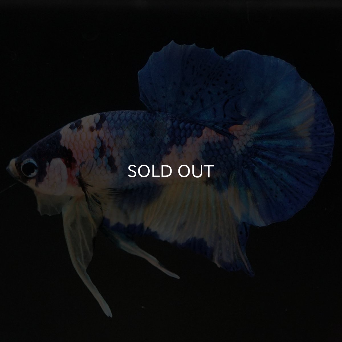 画像9: HMPK イエロータイガーギャラクシー (9)