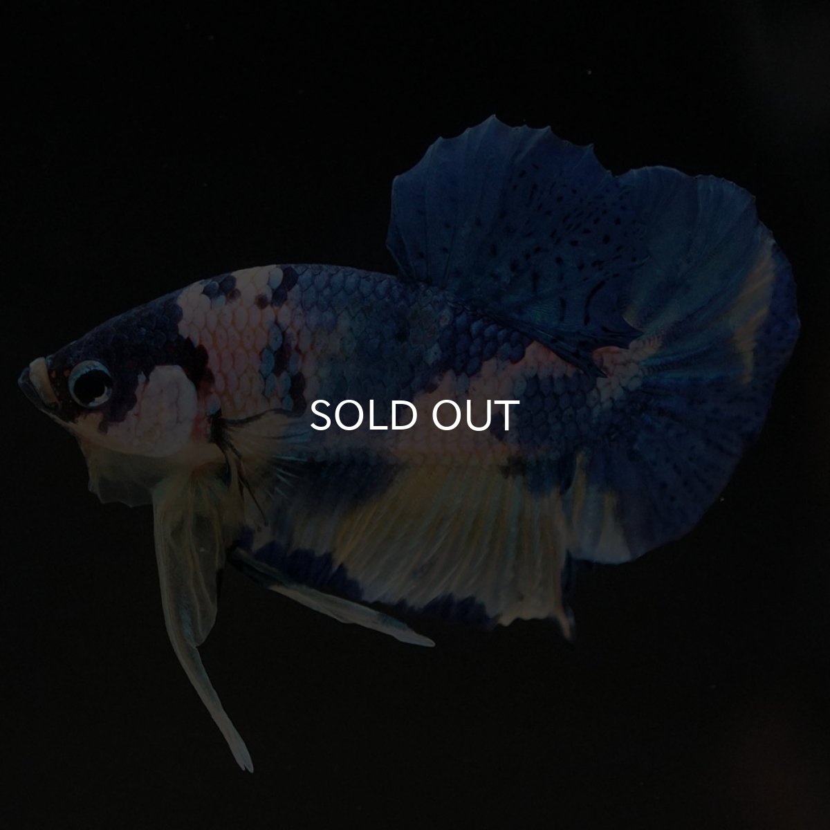 画像7: HMPK イエロータイガーギャラクシー (7)