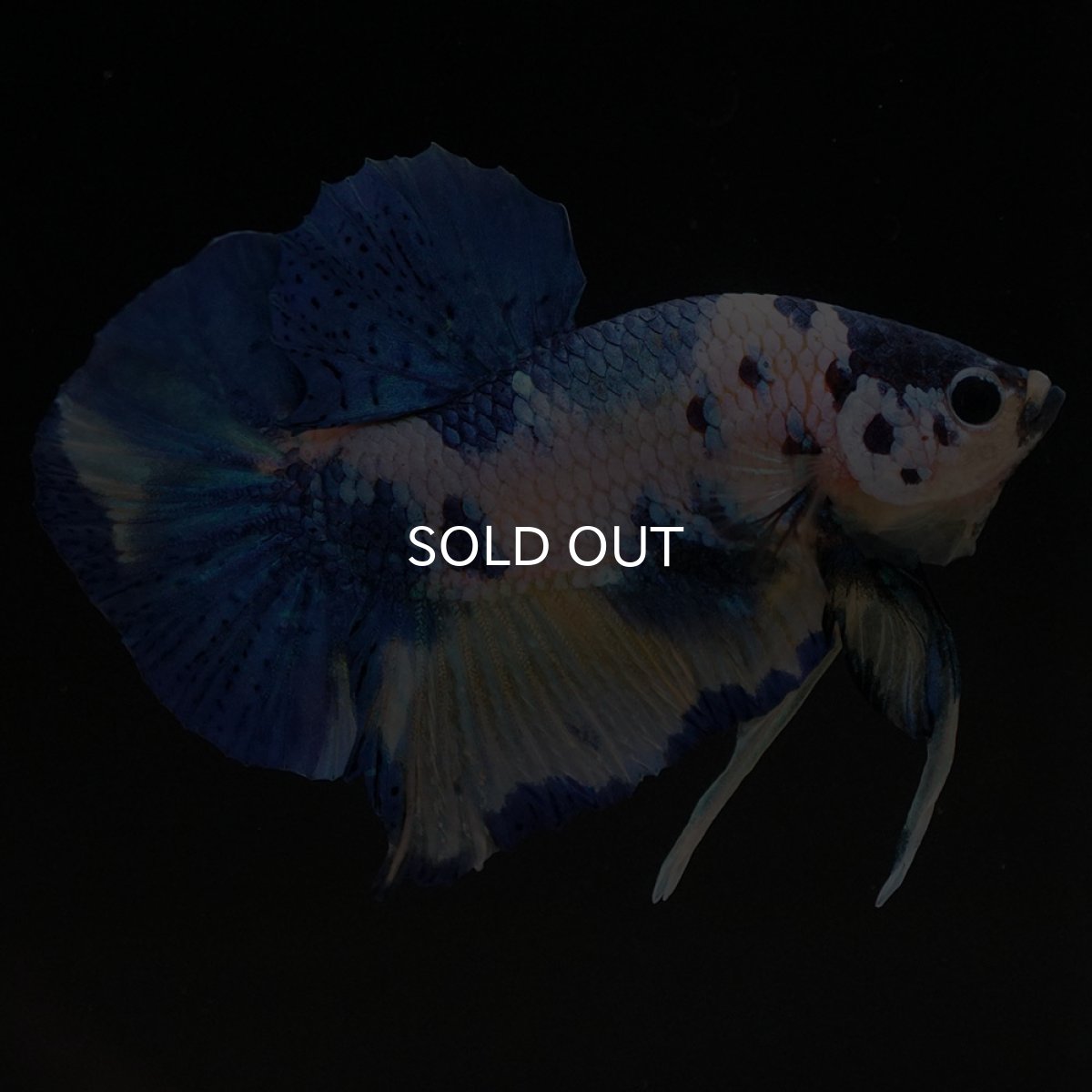 画像4: HMPK イエロータイガーギャラクシー (4)