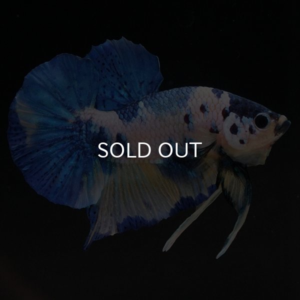 29＜water-flap＞　ベタ　ギャラクシー　イエロータイガー　スターテールオス ショーベタ専門店 よこはま金魚HM イエロータイガーギャラクシーa8446