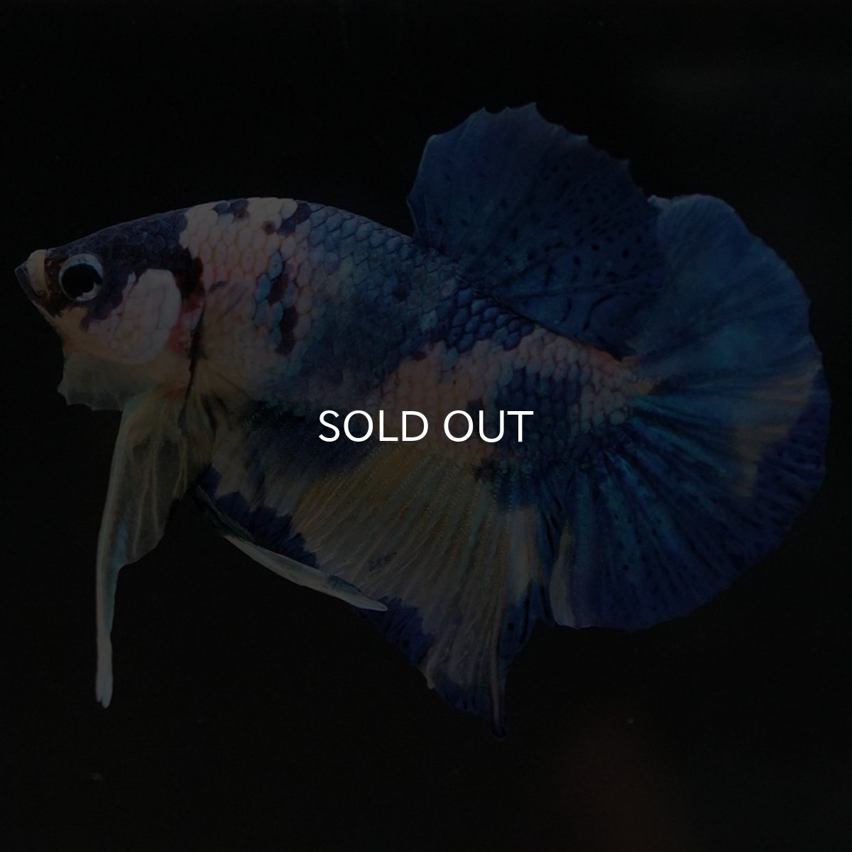 画像5: HMPK イエロータイガーギャラクシー (5)