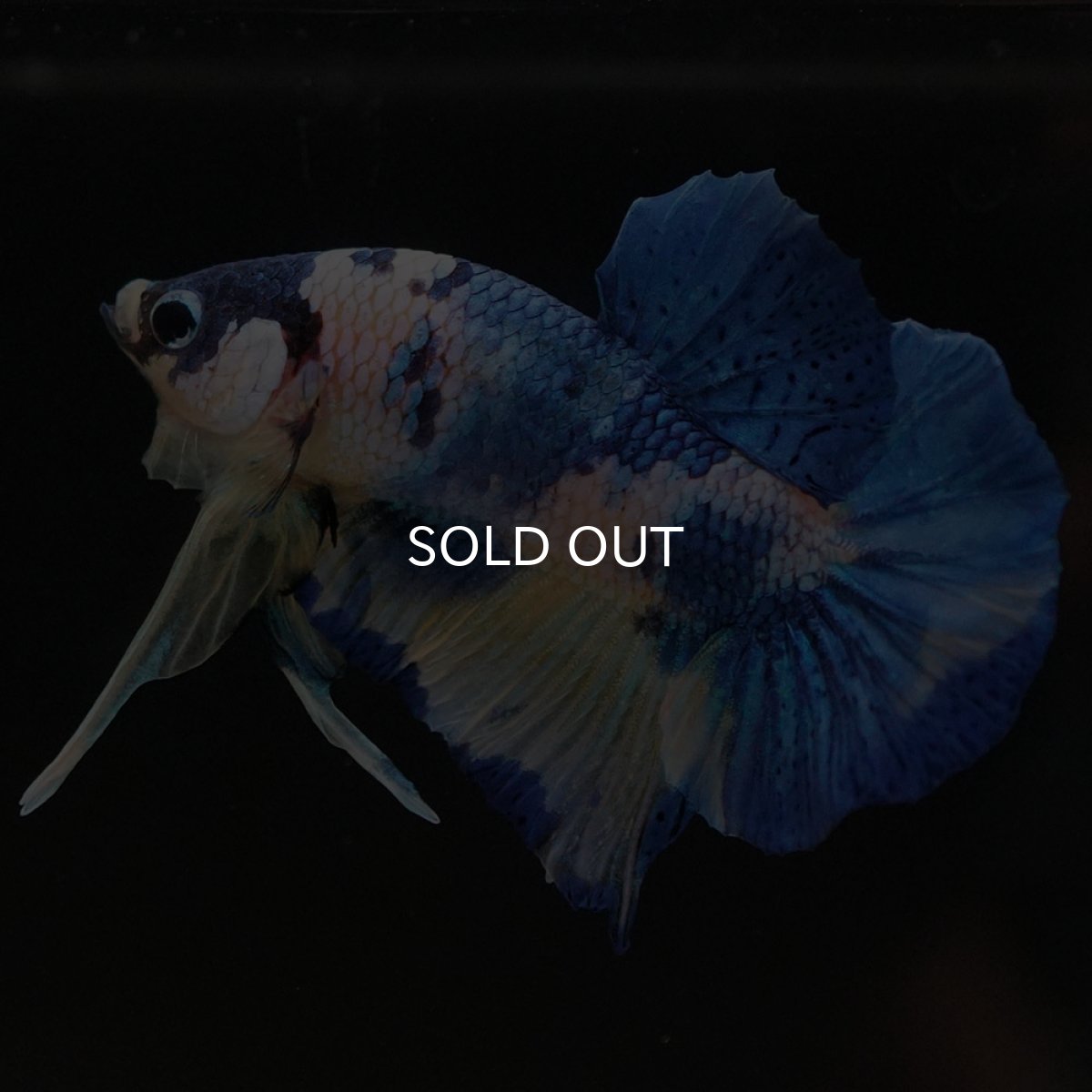 画像2: HMPK イエロータイガーギャラクシー (2)