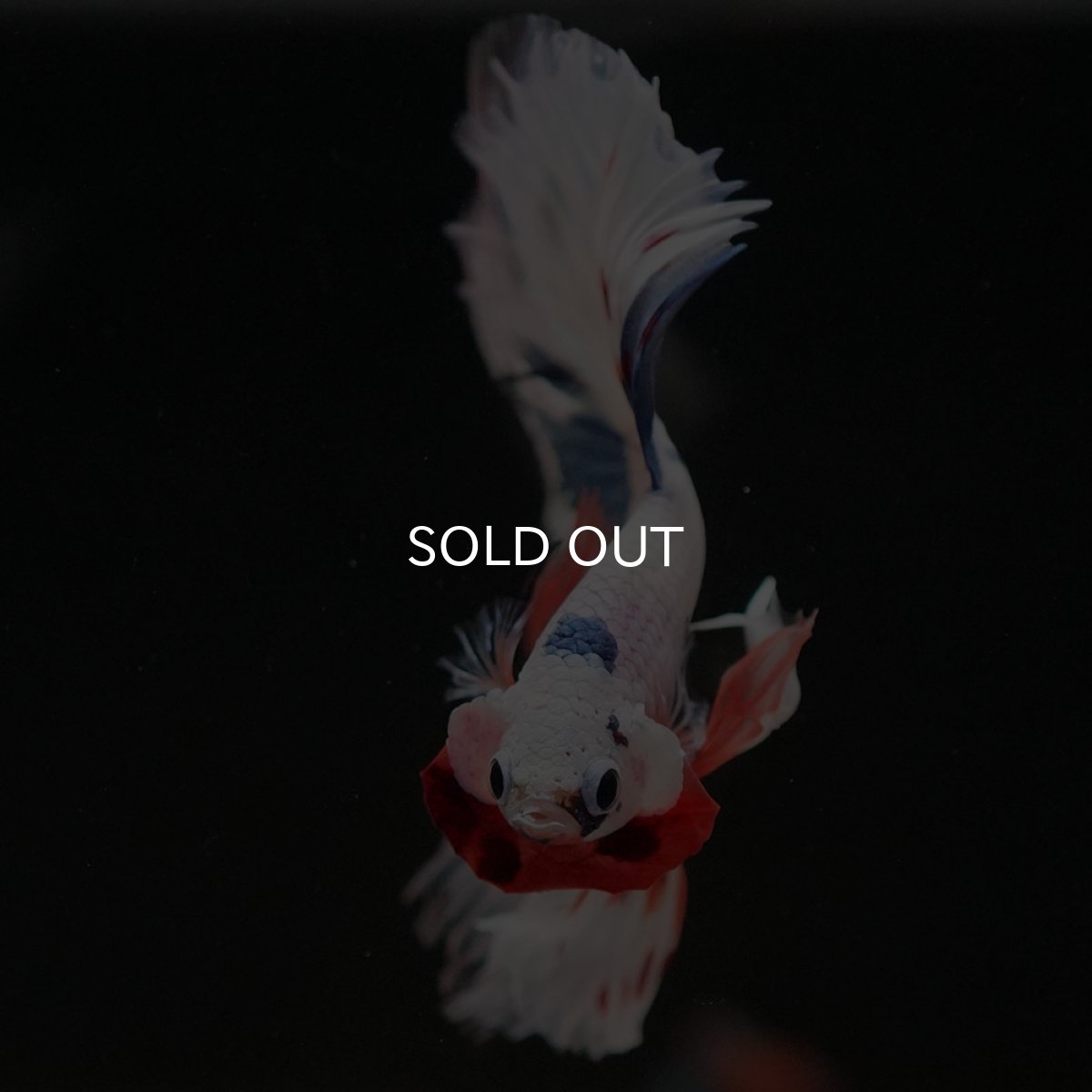 画像6: HM　ホワイトファンシー (6)