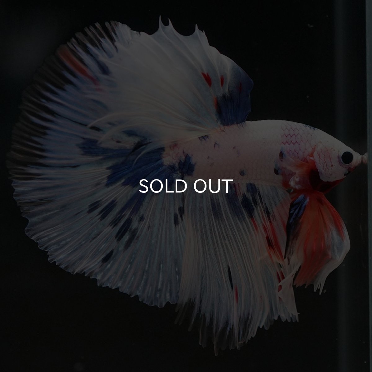 画像4: HM　ホワイトファンシー (4)