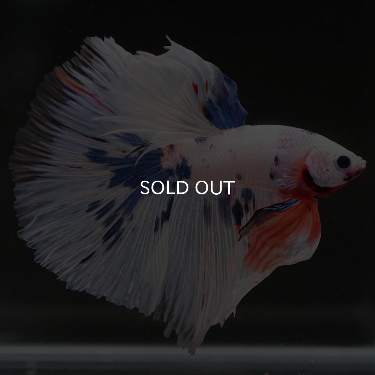 画像2: HM　ホワイトファンシー (2)