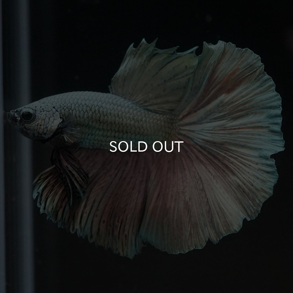 画像5: HM カッパー (5)