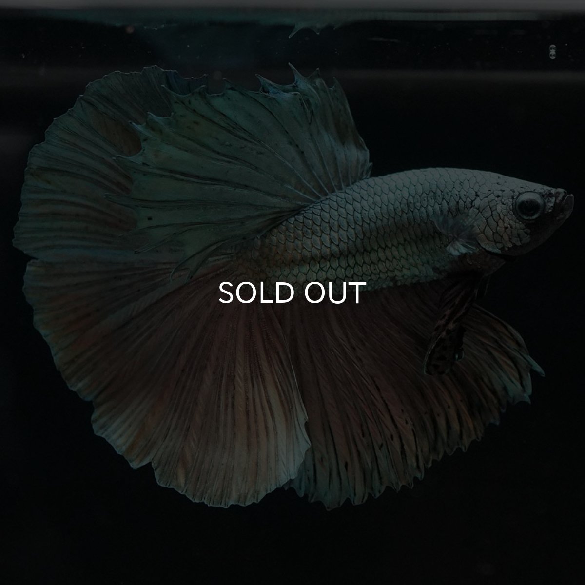 画像2: HM カッパー (2)