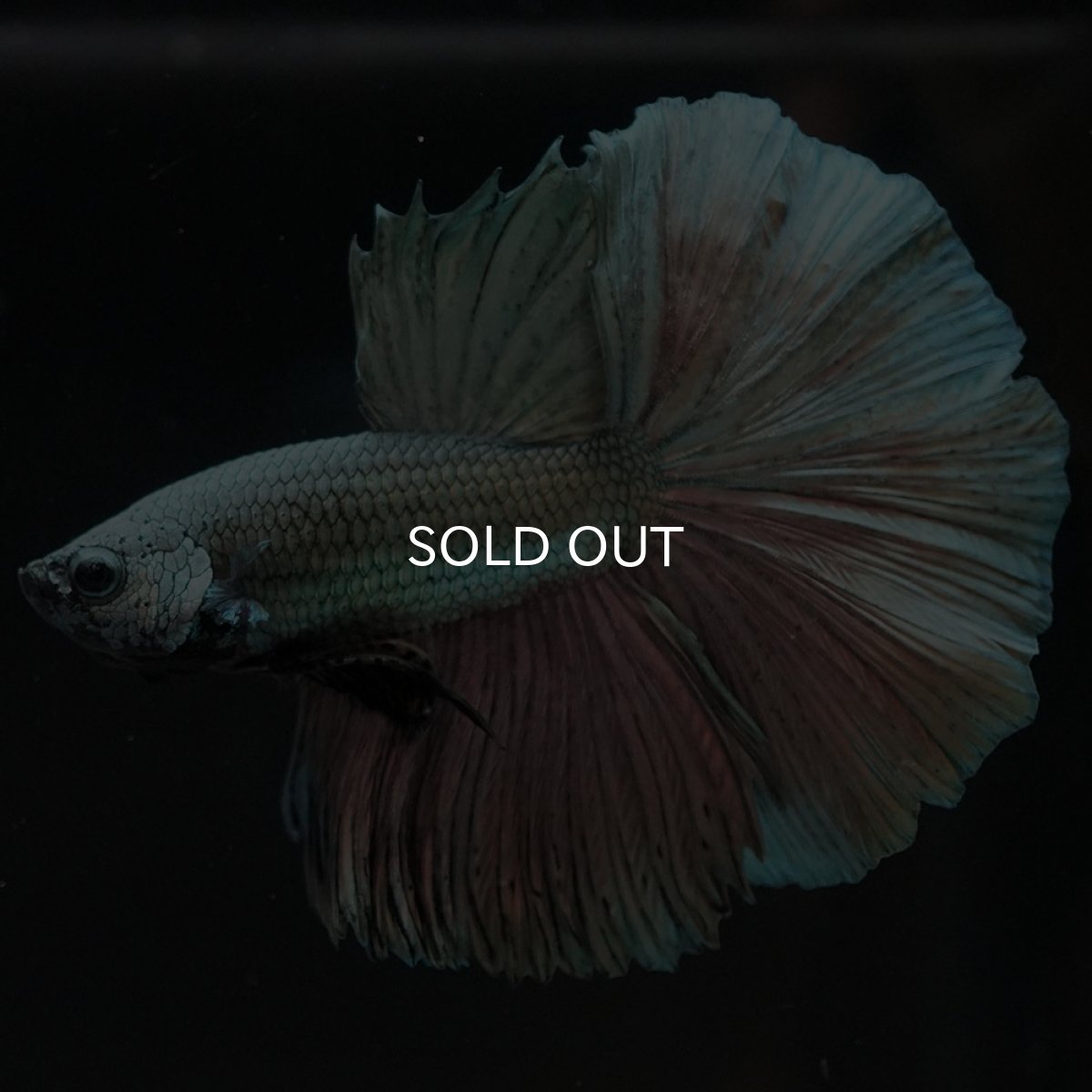 画像4: HM カッパー (4)