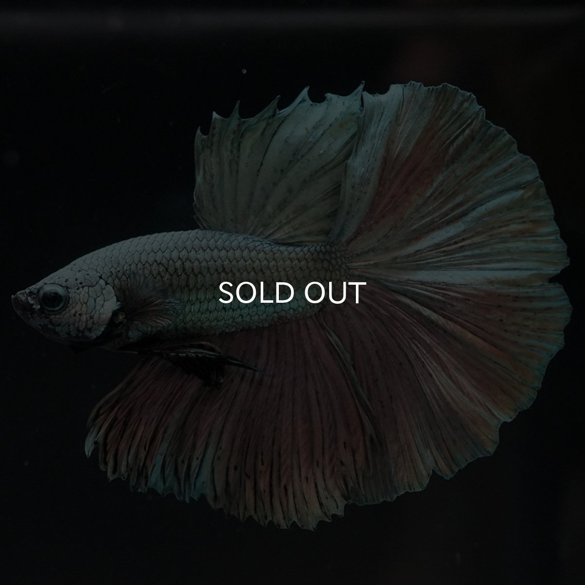 画像3: HM カッパー (3)