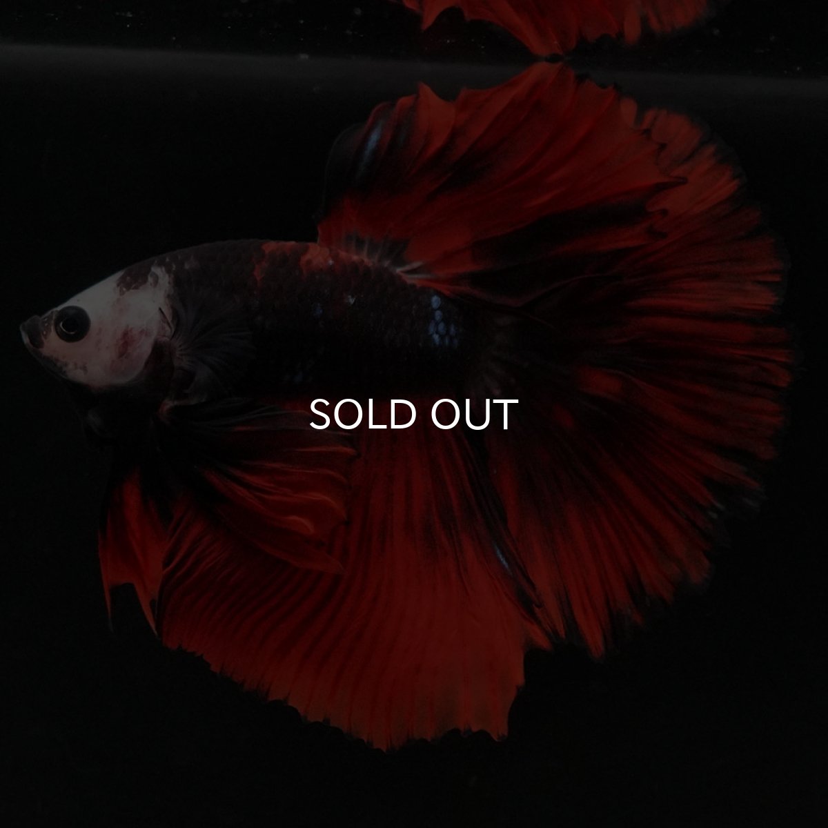 画像7: HM 変わり柄 (7)