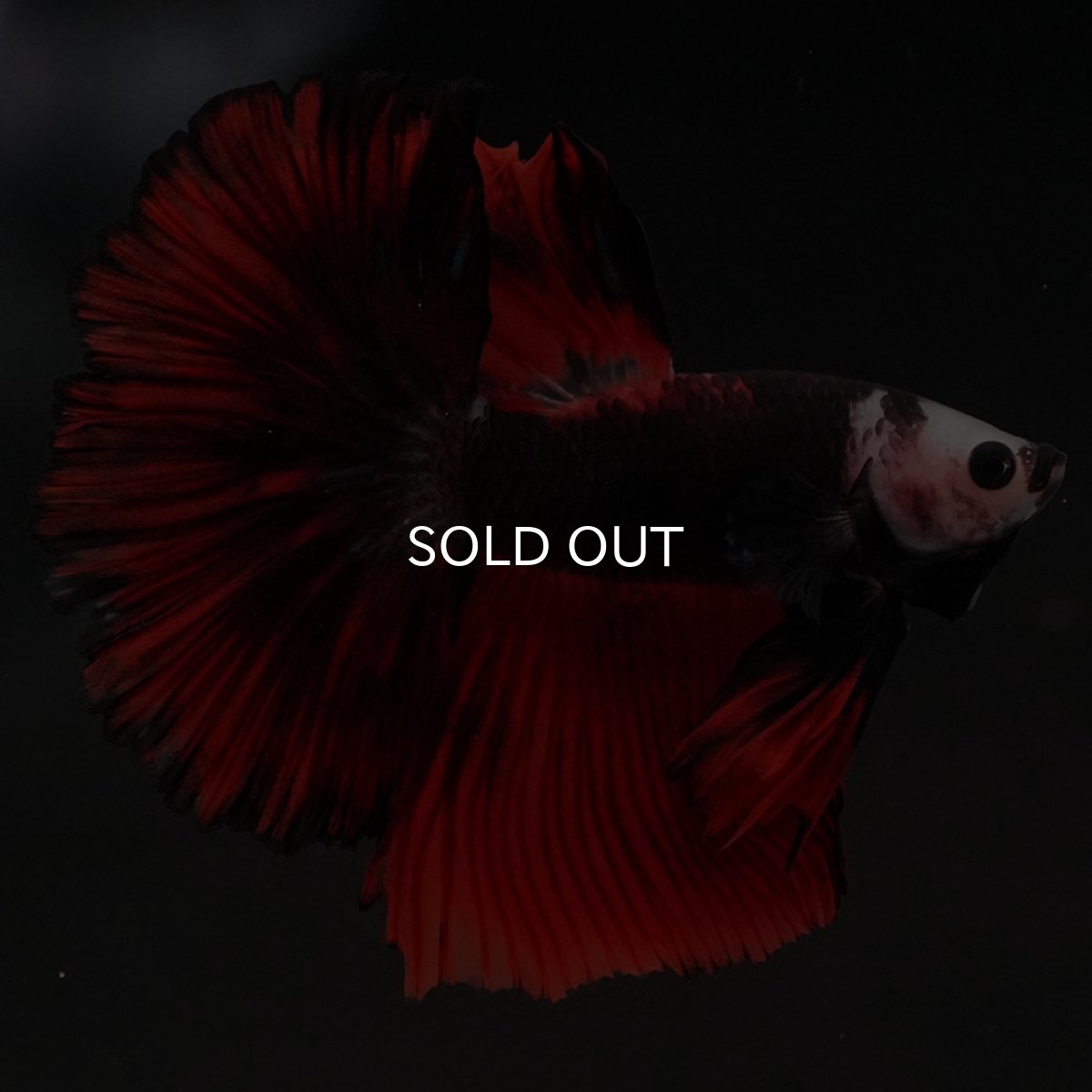 画像3: HM 変わり柄 (3)