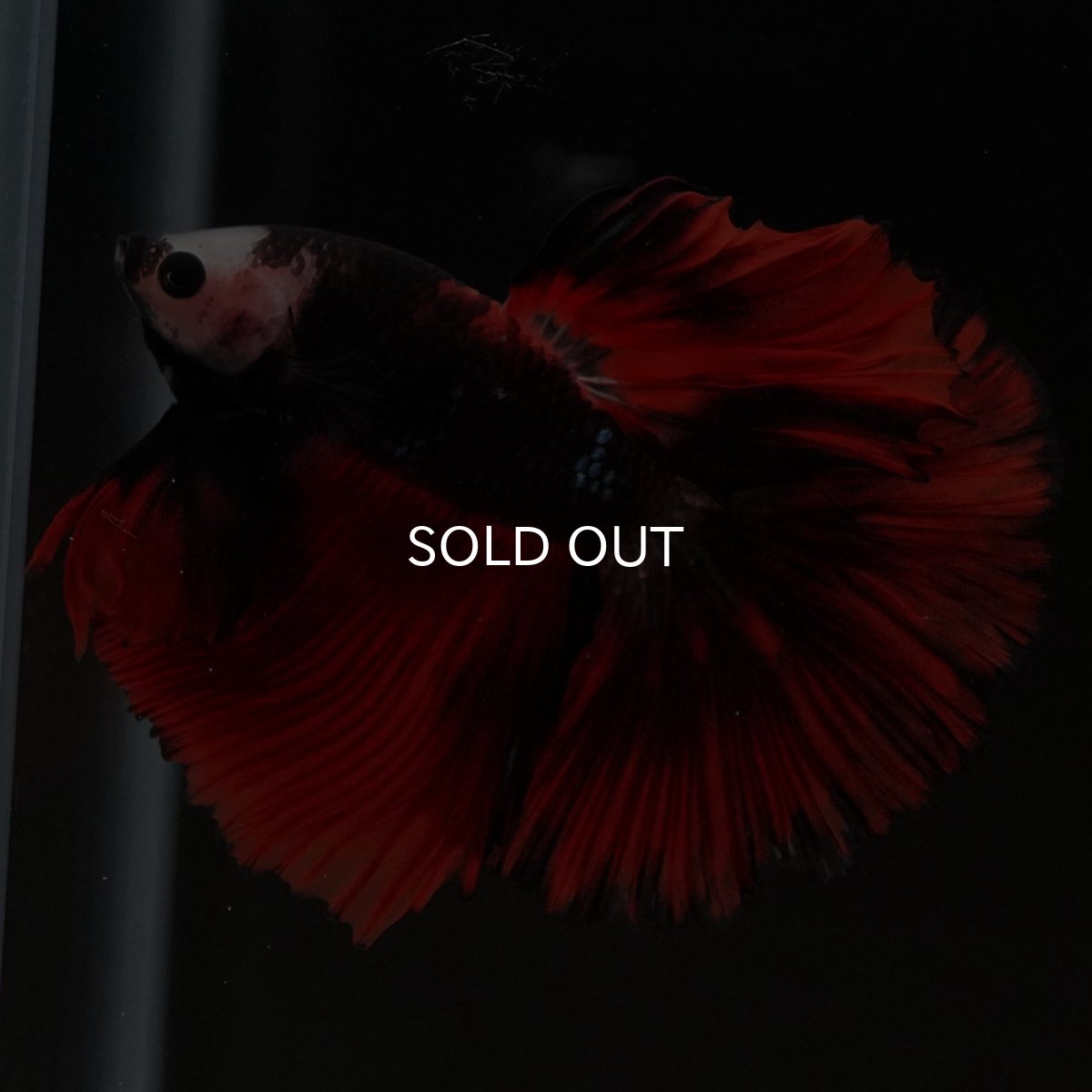 画像2: HM 変わり柄 (2)