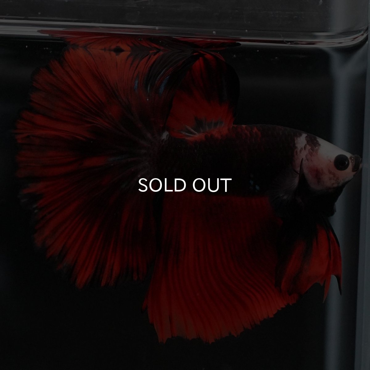 画像8: HM 変わり柄 (8)