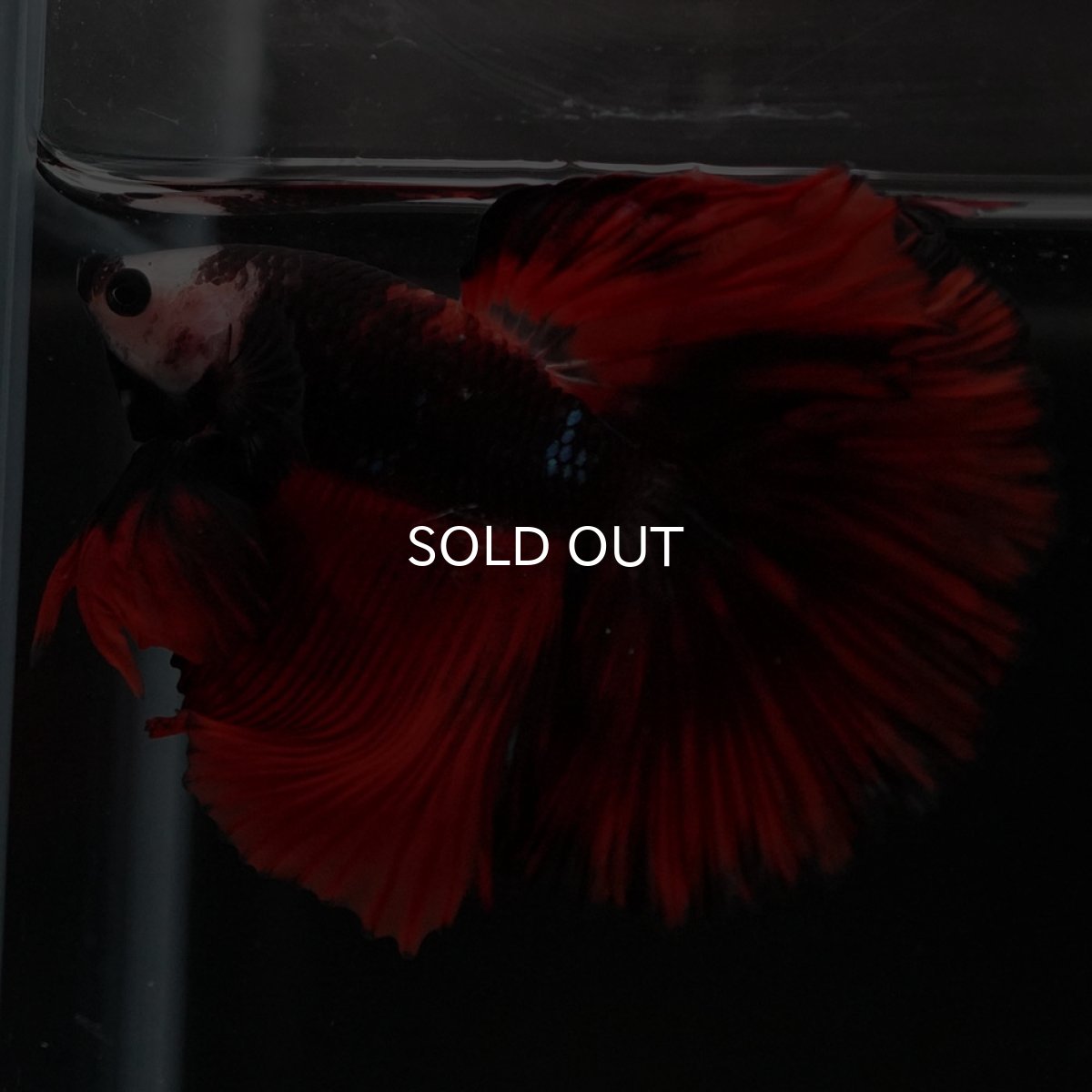 画像6: HM 変わり柄 (6)