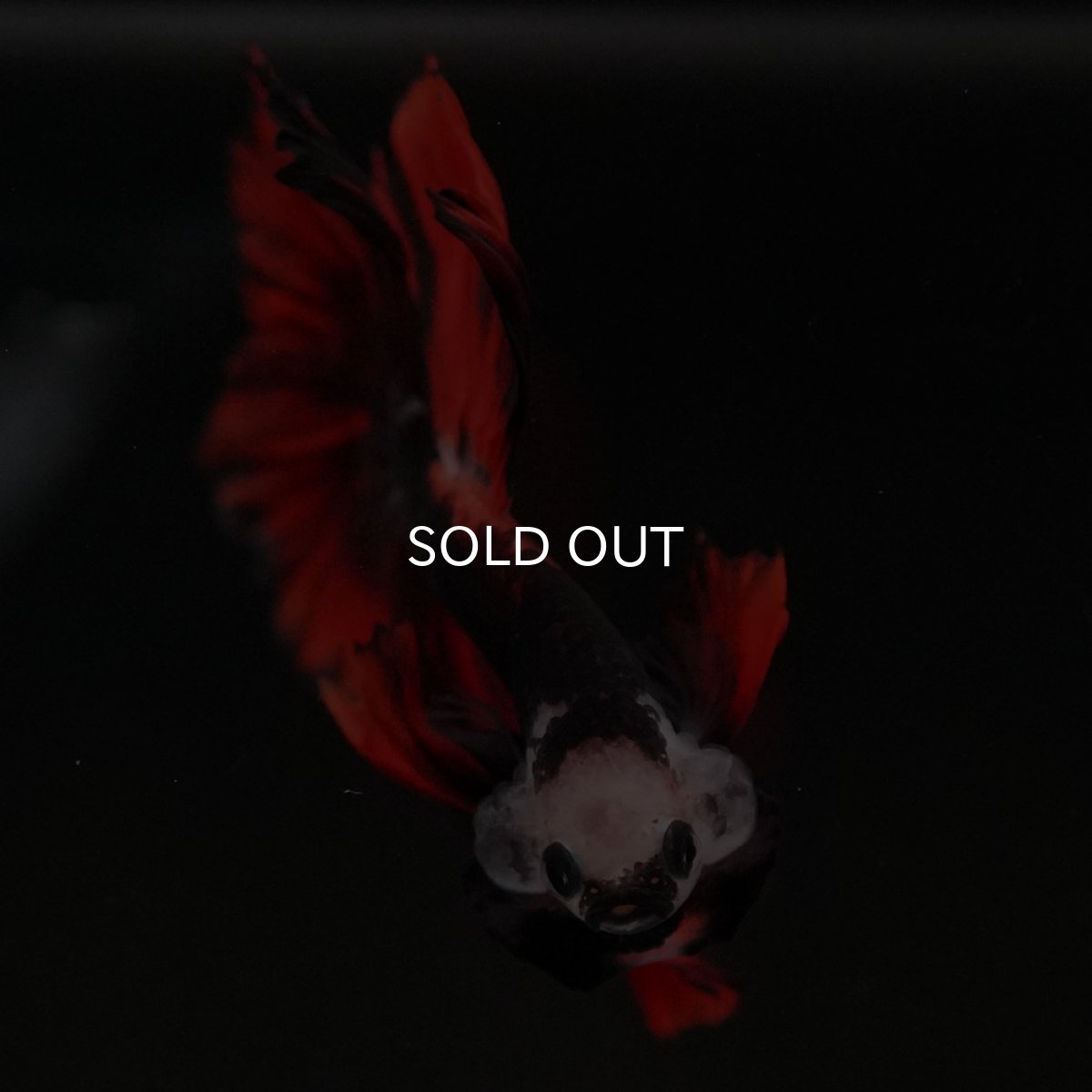 画像4: HM 変わり柄 (4)