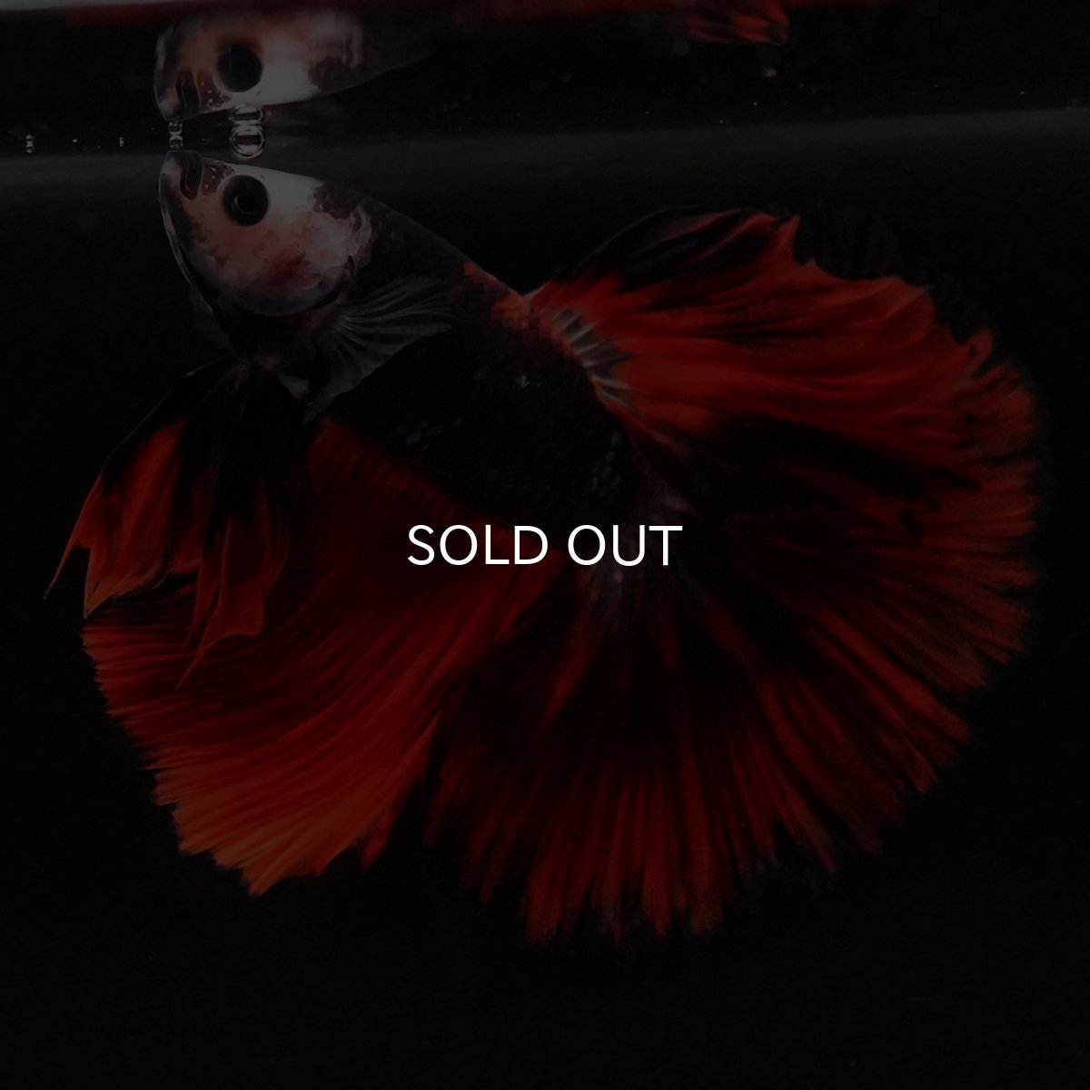 画像5: HM 変わり柄 (5)