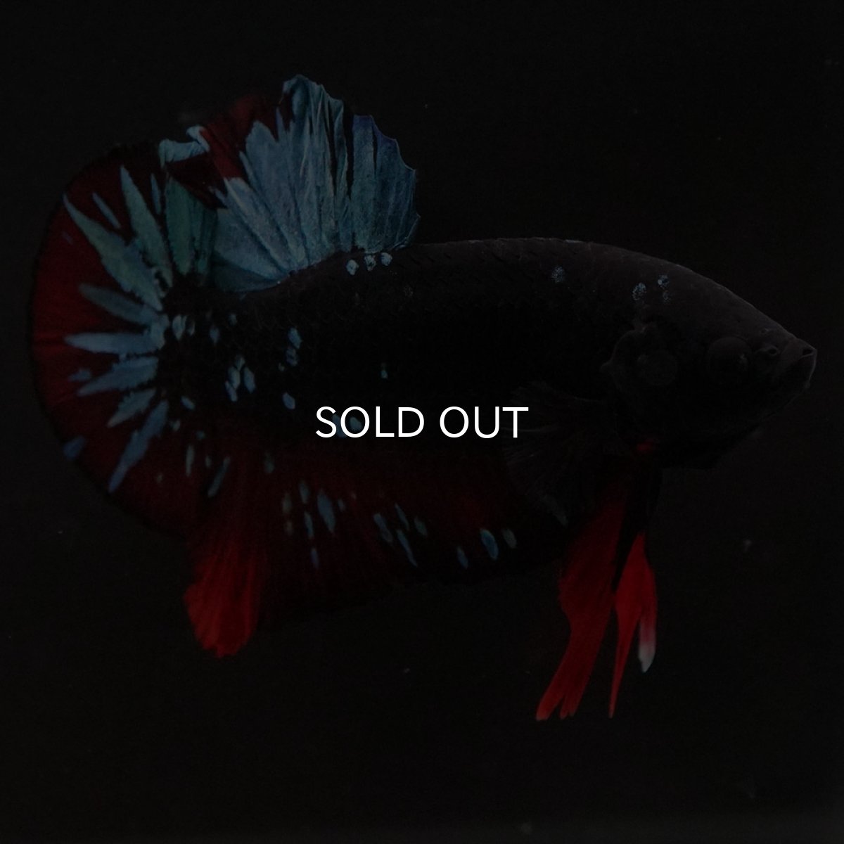 画像2: HMPK　ブラックスター (2)