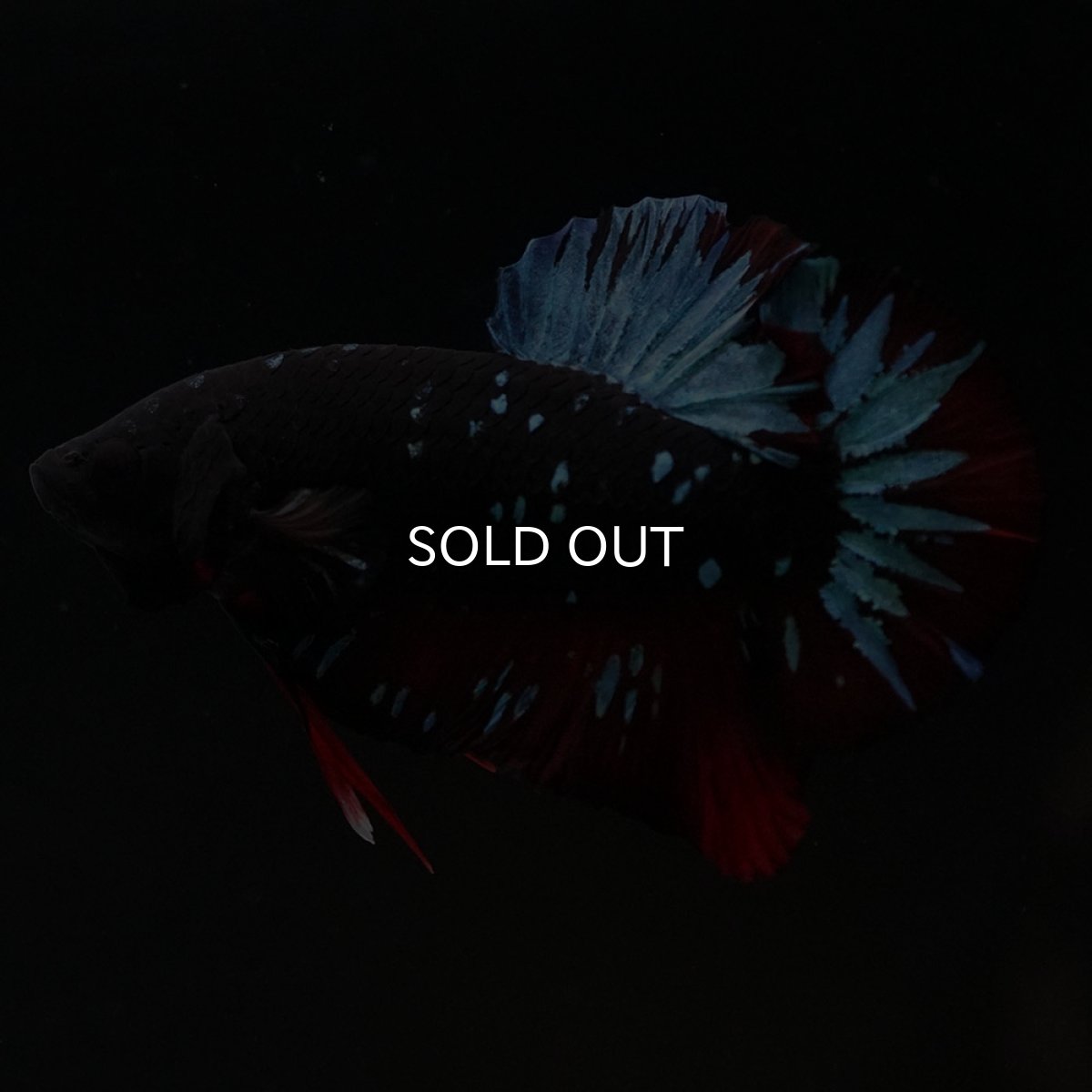 画像7: HMPK　ブラックスター (7)