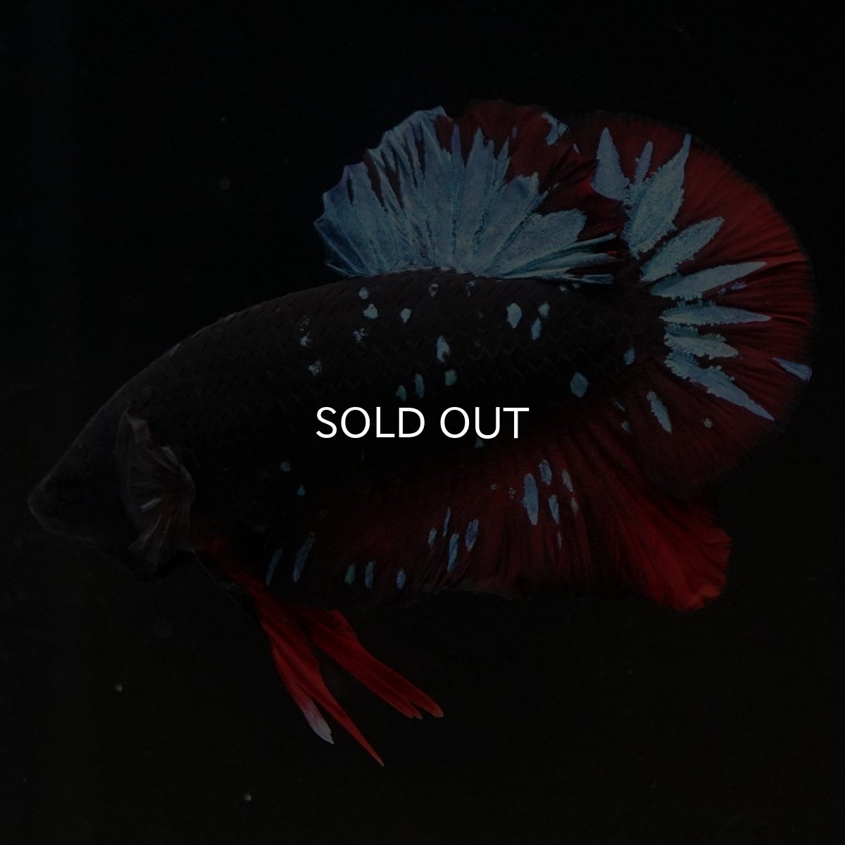 画像5: HMPK　ブラックスター (5)