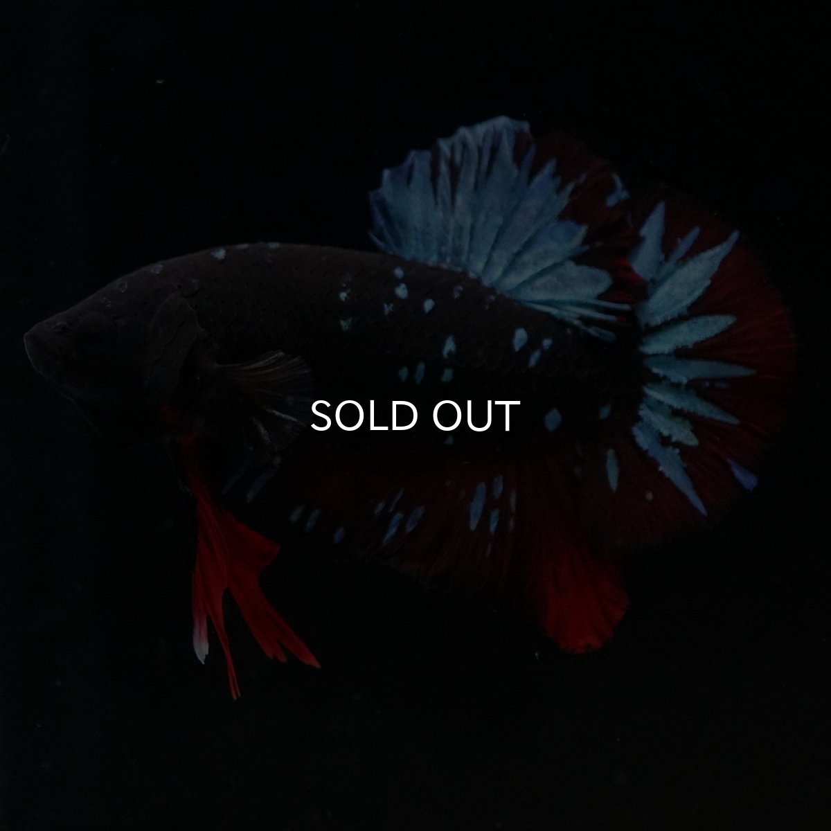 画像3: HMPK　ブラックスター (3)