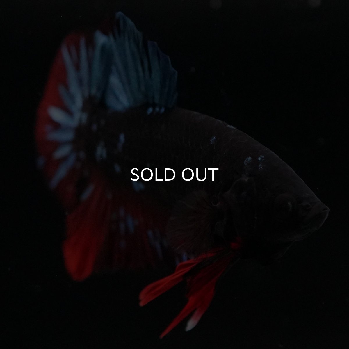 画像11: HMPK　ブラックスター (11)