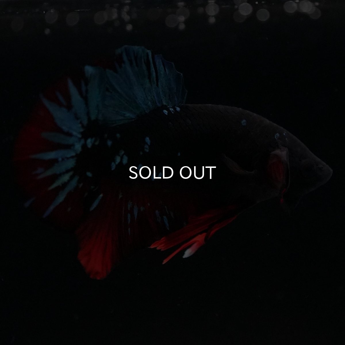 画像10: HMPK　ブラックスター (10)