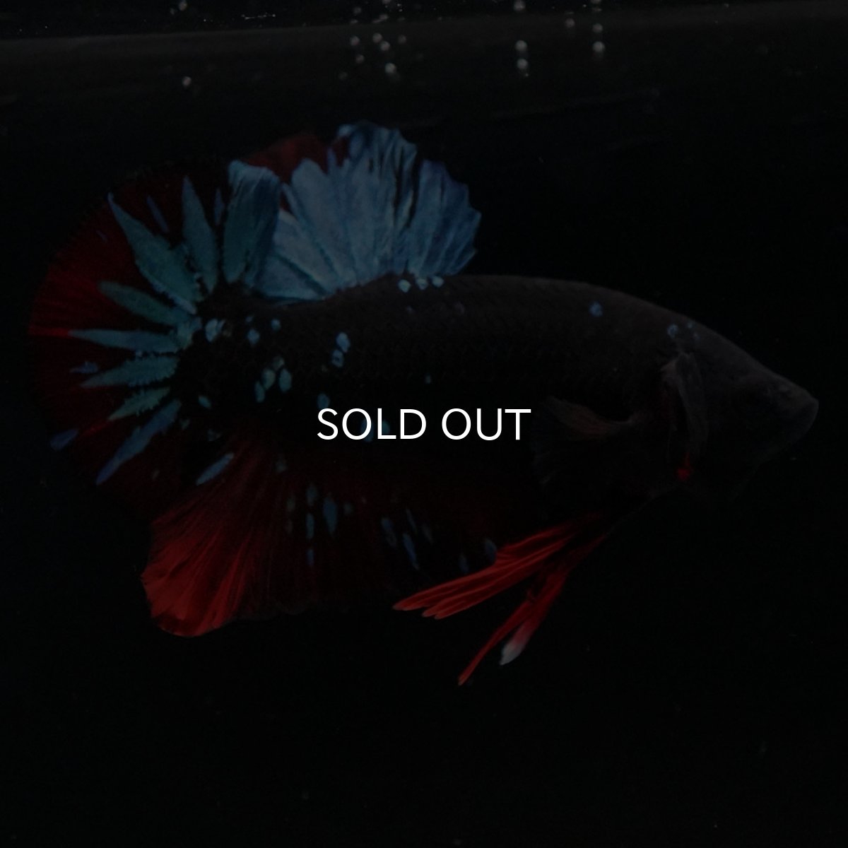 画像9: HMPK　ブラックスター (9)