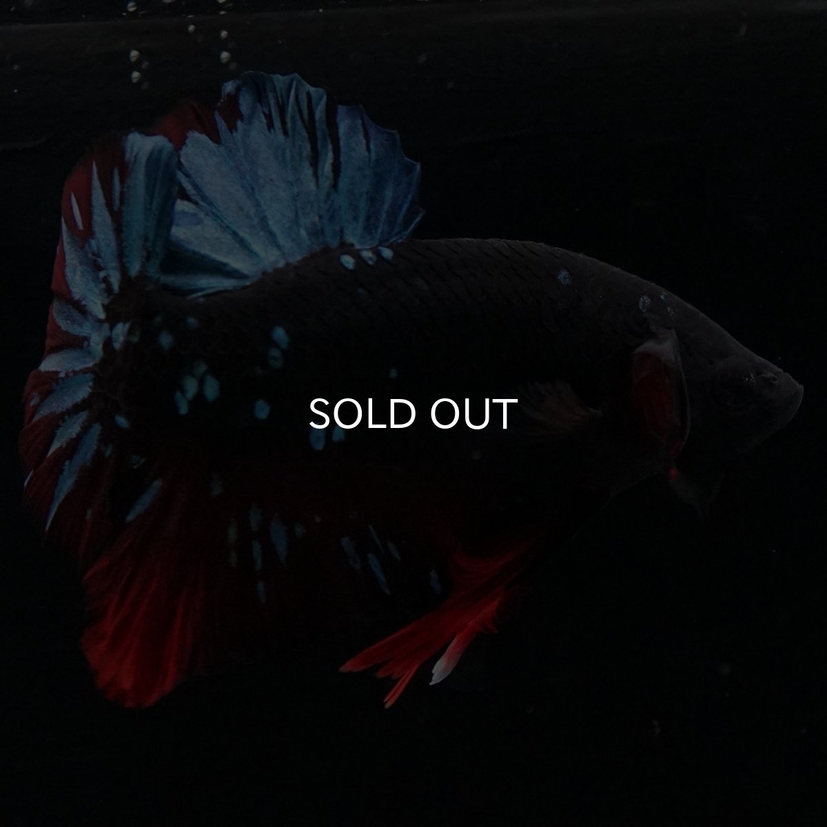 画像8: HMPK　ブラックスター (8)