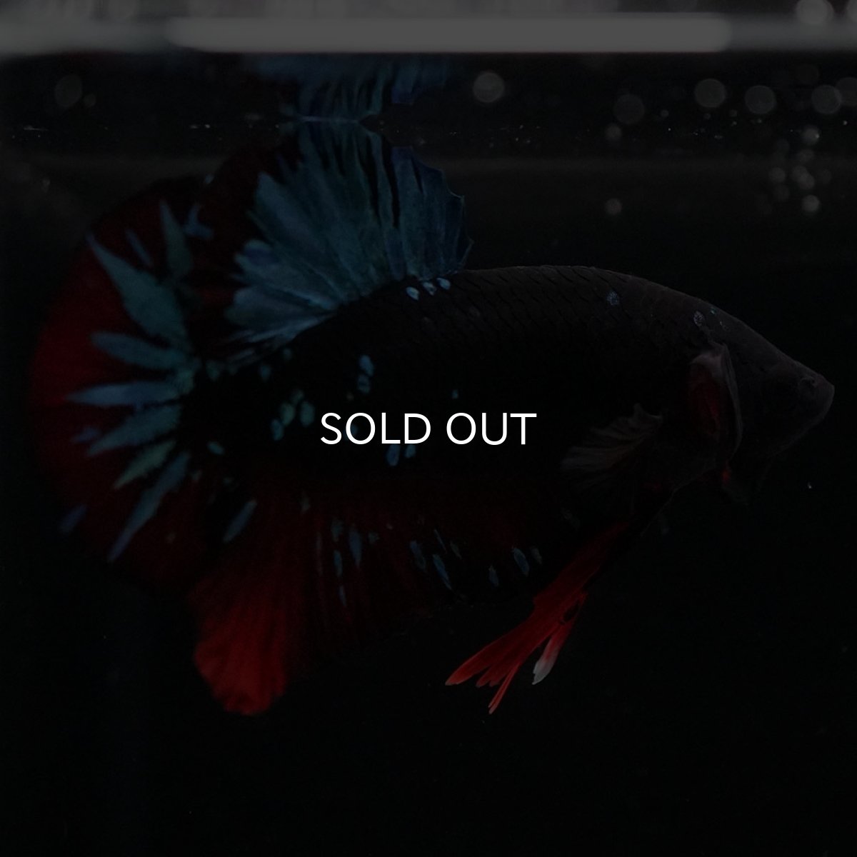 画像6: HMPK　ブラックスター (6)