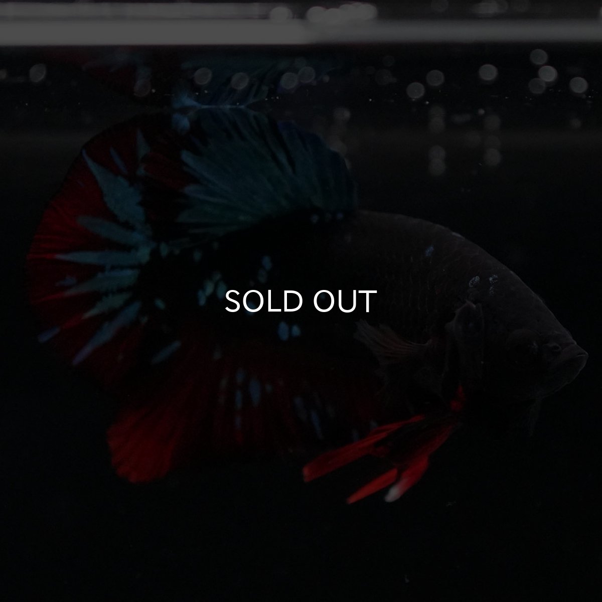 画像4: HMPK　ブラックスター (4)