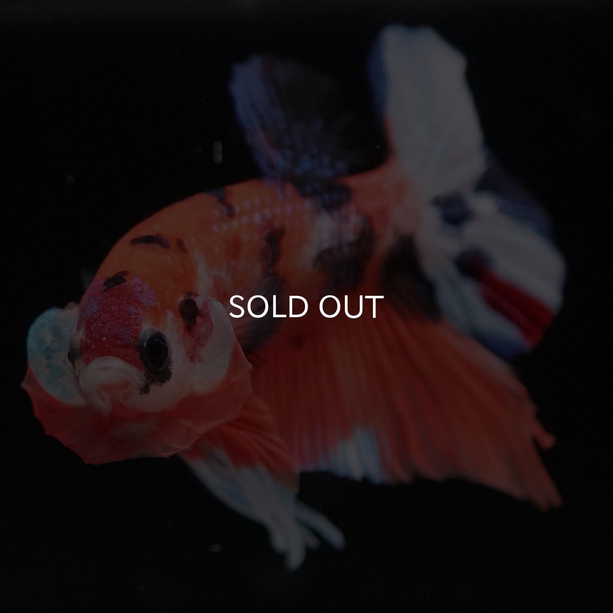 画像7: HMPK キャンディ (7)