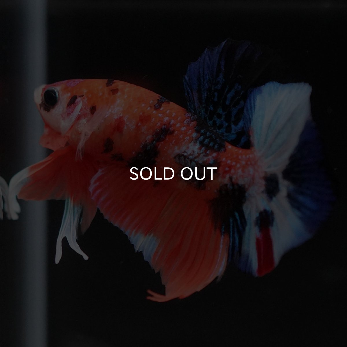 画像9: HMPK キャンディ (9)