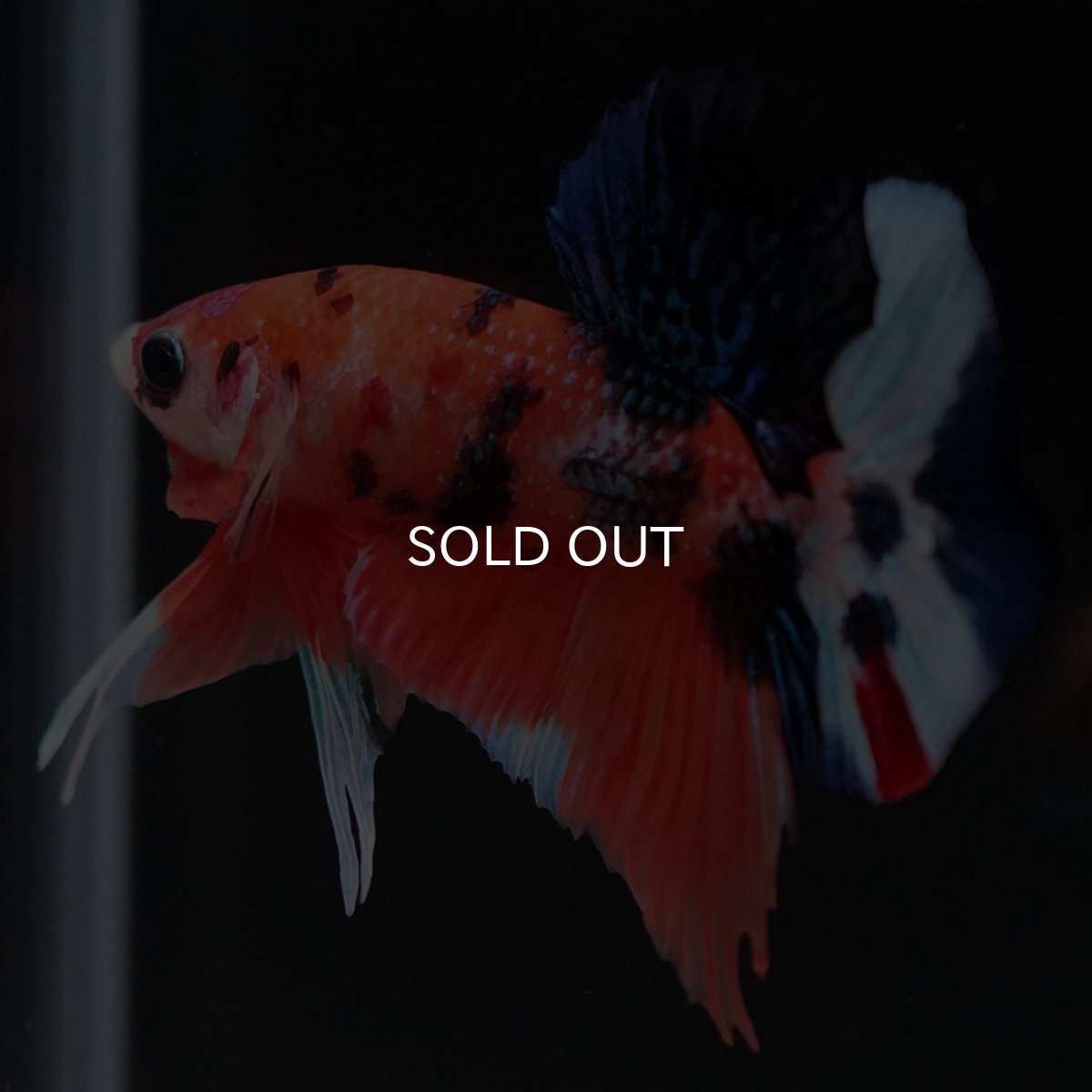 画像5: HMPK キャンディ (5)