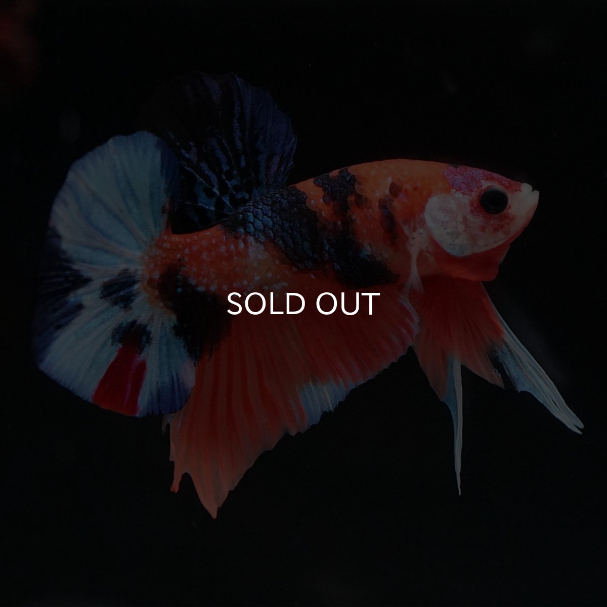 画像10: HMPK キャンディ (10)