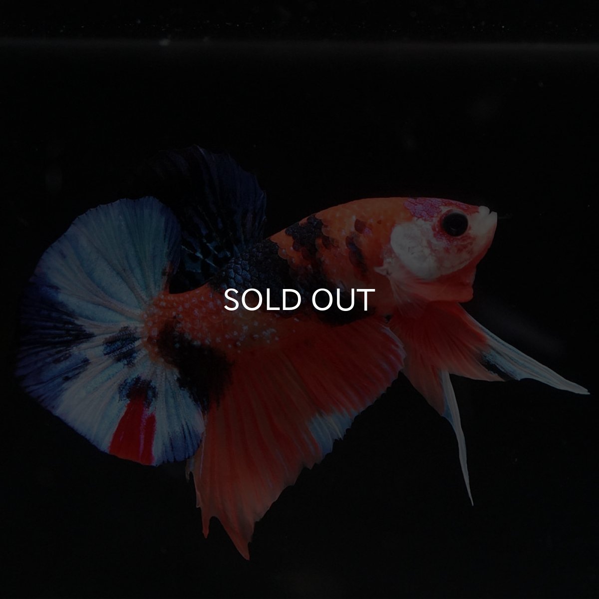 画像8: HMPK キャンディ (8)