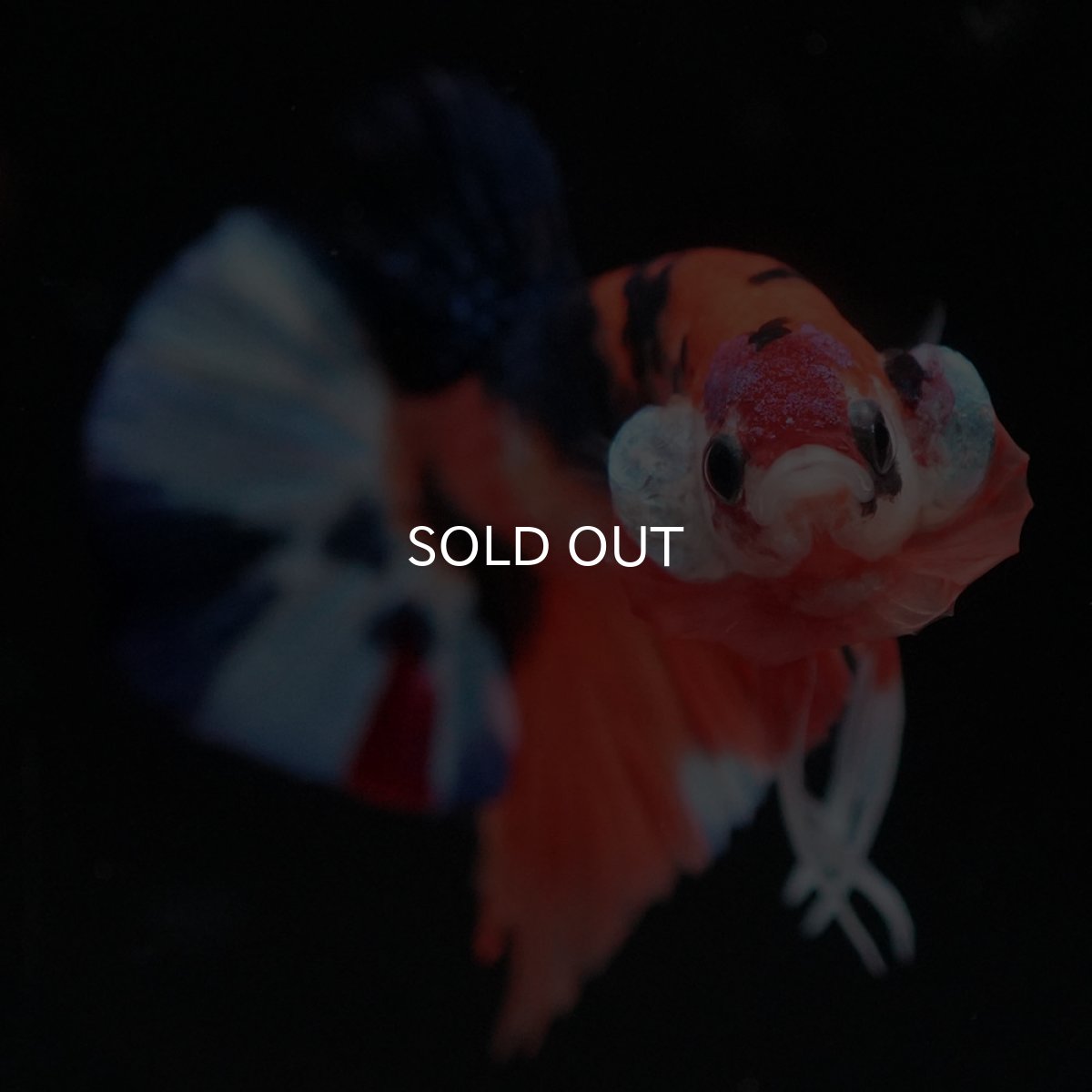 画像3: HMPK キャンディ (3)