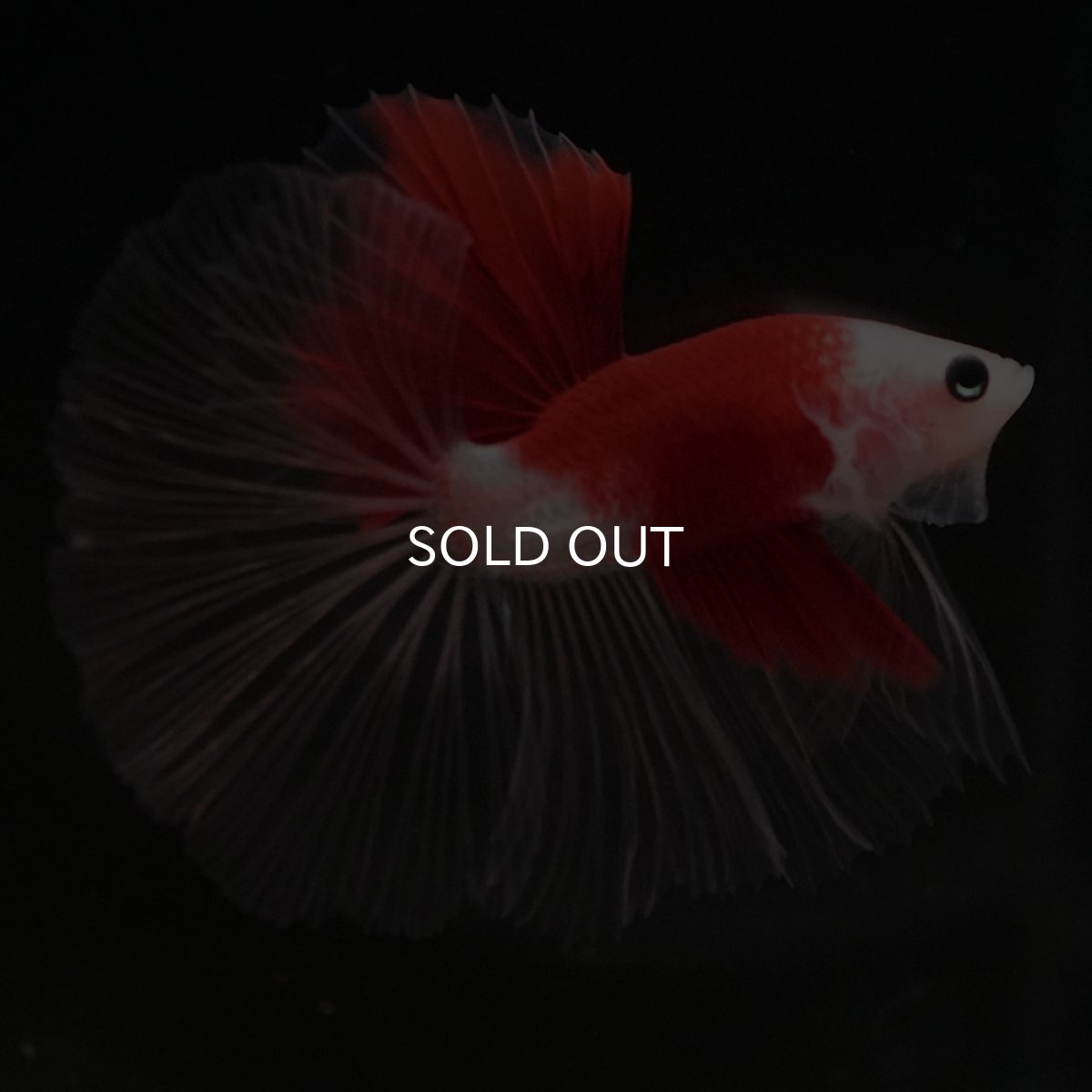 画像3: HM 紅白 クリアフィン (3)